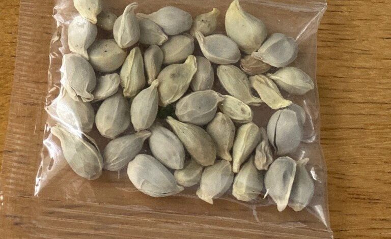 BAD SEED:  N.C. residents warned not to plant unsolicited foreign seed sent to them