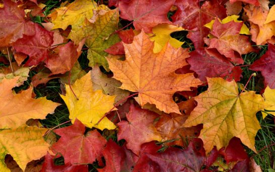 Fall Foliage Tours at Joyner Park October 22 & 24