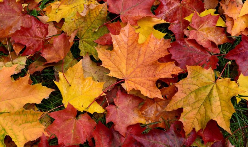 Fall Foliage Tours at Joyner Park October 22 & 24
