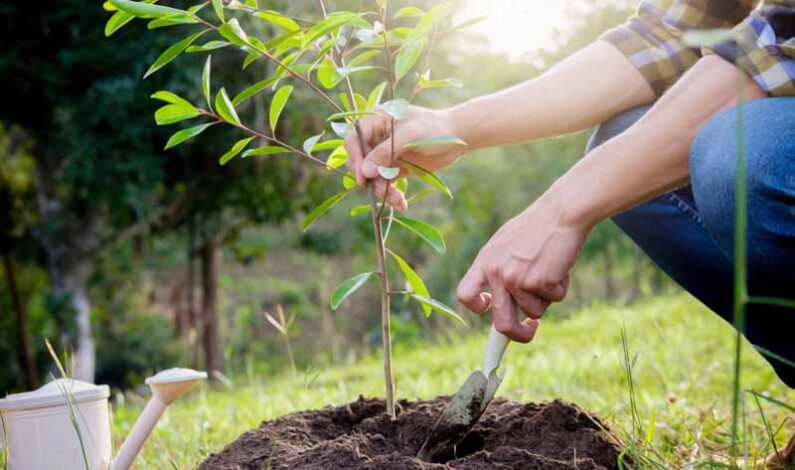 Arbor Day activities include free tree seedling giveaway